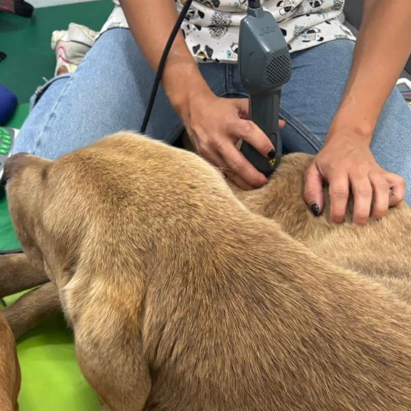 Reabilitação e Fisioterapia
